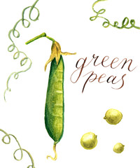 Watercolor green peas. Botanical isolated illustration