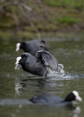Eurasian Coot, Coot, Fulica atra - spring flight. 