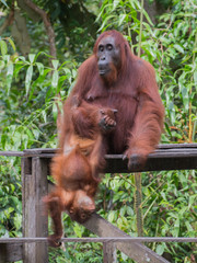 Baby orangutan plays with her mom on a wooden platform