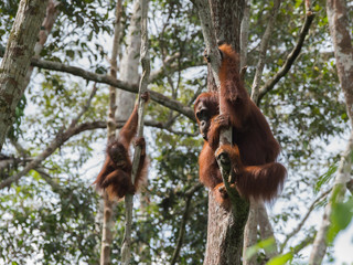 Two orangutan hanging on the trees with their strong hands