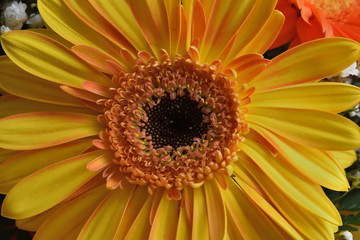 Gerbera