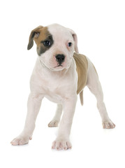 Obraz premium puppy american bulldog