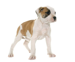 Obraz premium puppy american bulldog
