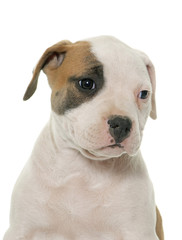 puppy american bulldog
