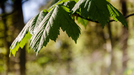 Ahornblätter und Panorama Hintergrund