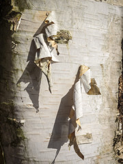 Obraz premium Papery Birch Bark: Two curls of papery Birch bark hanging from side of a Birch tree