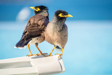 Common Myna Acridothere tristis near the pool