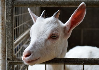 Close up image of a young goat on a farm