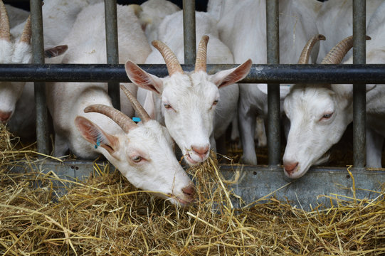 Image of a three goats eating through a metal grid