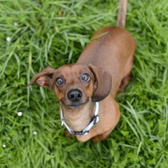 dog breed dachshund