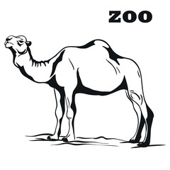 black arabian camel