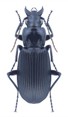 Beetle Pterostichus niger