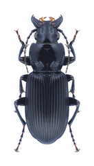 Beetle Pterostichus niger