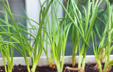 green onion in ground