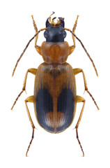Beetle Badister meridionalis