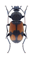 Beetle Panagaeus cruxmajor