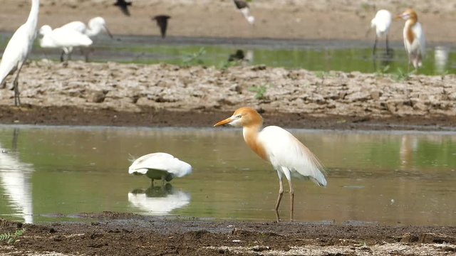 Cattle egret (Bubulcus ibis) in nature, at the last pond has been affected by drought in Thailand.