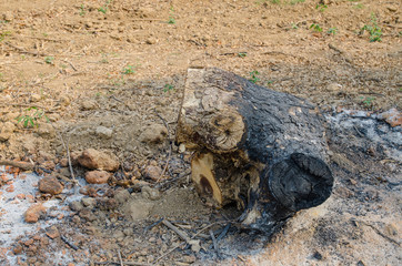 burned trunk