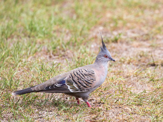 unusual Australian crested pigeon