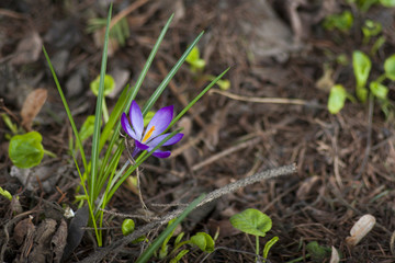 Crocus