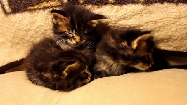 Funny little kittens Maine Coon