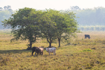 Fototapeta premium Cows eating grass on dry field in the morning