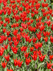 Grown tulip flowers in a garden