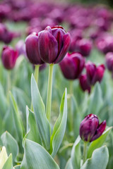 Naklejka premium Grown tulip flowers in a garden