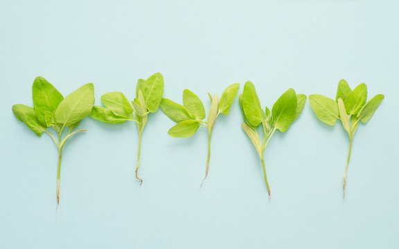 Green orach