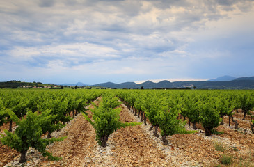 Fototapeta na wymiar France, vineyard in Provence
