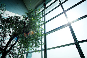 Office Building Lobby with tree and windows