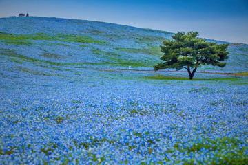 Mountain, Tree and Nemophila at Hitachi Seaside Park in spring.