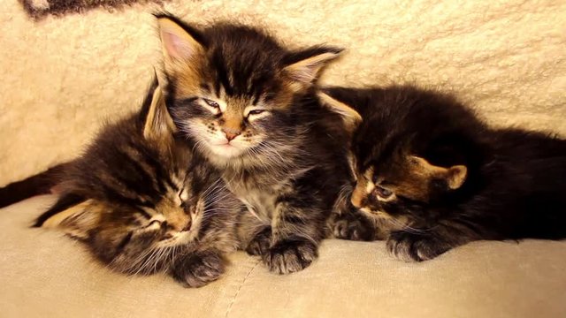 Funny little kittens Maine Coon