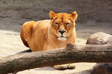 Naklejka na ściany i meble Female lion (Panthera leo) in a zoo
