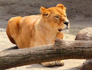Naklejka na ściany i meble Female lion (Panthera leo) in a zoo