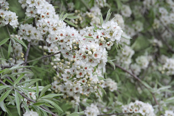 Weidenblättrige Birne - Pyrus salicifolia Blüten