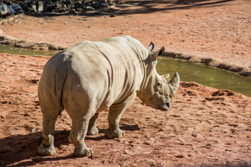 Fototapeta premium white rhinoceros - ceratotherium simum