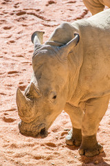 Fototapeta premium white rhinoceros - ceratotherium simum