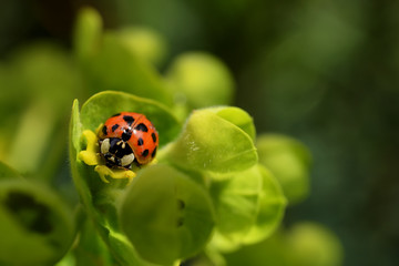 Harlequin Ladybird, Ladybirds