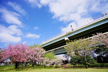 Obraz premium 桜咲く公園