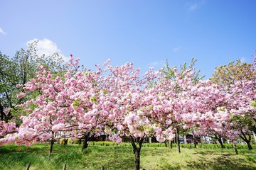 桜