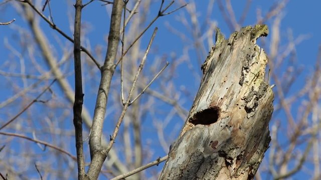moineau domestique
