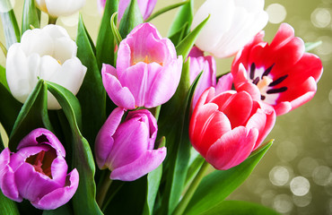 Tulips close up