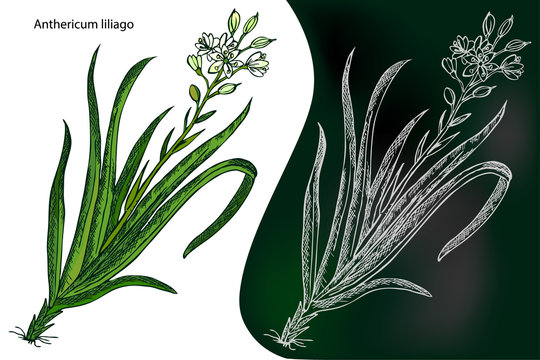 Anthericum liliago. St. Bernard Lily. Anthericum ramosum. Vector illustration