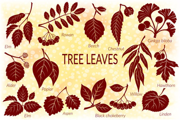 Set of Nature Pictograms, Tree Leaves, Willow, Hawthorn, Poplar, Aspen, Ginkgo Biloba, Elm, Alder, Linden, Rowan, Chestnut, Black Chokeberry and Beech. Eps10, Contains Transparencies. Vector