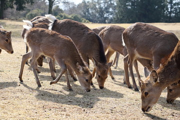 奈良公園の鹿