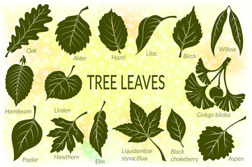Pictograms Set, Tree Leaves, Oak, Willow, Liquidambar, Hawthorn, Poplar, Aspen, Hazel, Ginkgo Biloba, Elm, Birch, Alder, Linden, Hornbeam, Chokeberry and Lilac. Eps10, Contains Transparencies. Vector