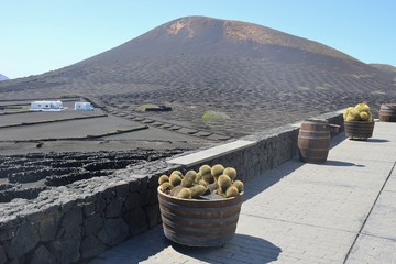 The famous vine-growing area La Geria on Lanzarote, Canary Islands, Spain. Terrace of a bodega with...