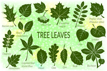 Pictograms Tree Leaves, Dogrose, Oak, Iberian Oak, Maple, Liquidambar, Hawthorn, Poplar Silver, Hazel, Elm, Birch, Linden, Rowan, Chestnut, Buckeye, Viburnum, Chokeberry, Lilac and Teak. Eps10 Vector