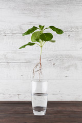 Green sprout suspended in the air above glass with water. Sustainable living concept. Vertical image with copy space.